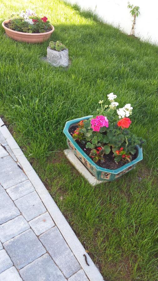 Moonflower Pliskovica Kültér fotó